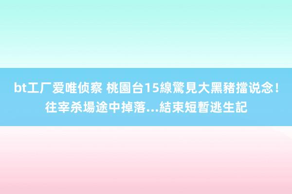 bt工厂爱唯侦察 桃園台15線驚見大黑豬擋说念！往宰杀場途中掉落...結束短暫逃生記